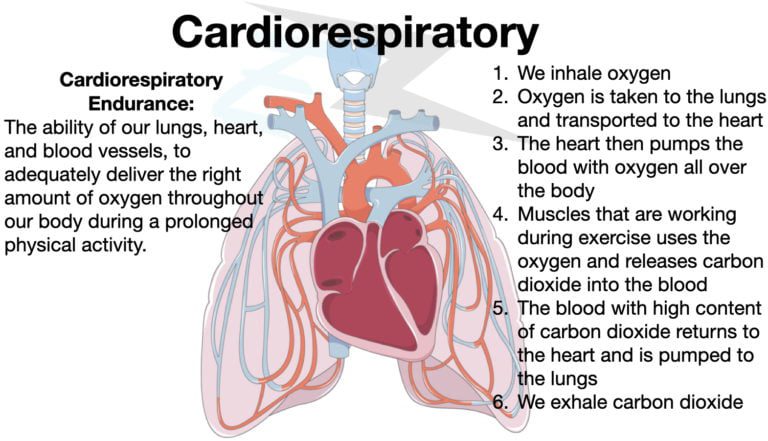 Learn How To Create Your Cardiorespiratory Endurance Workout Program